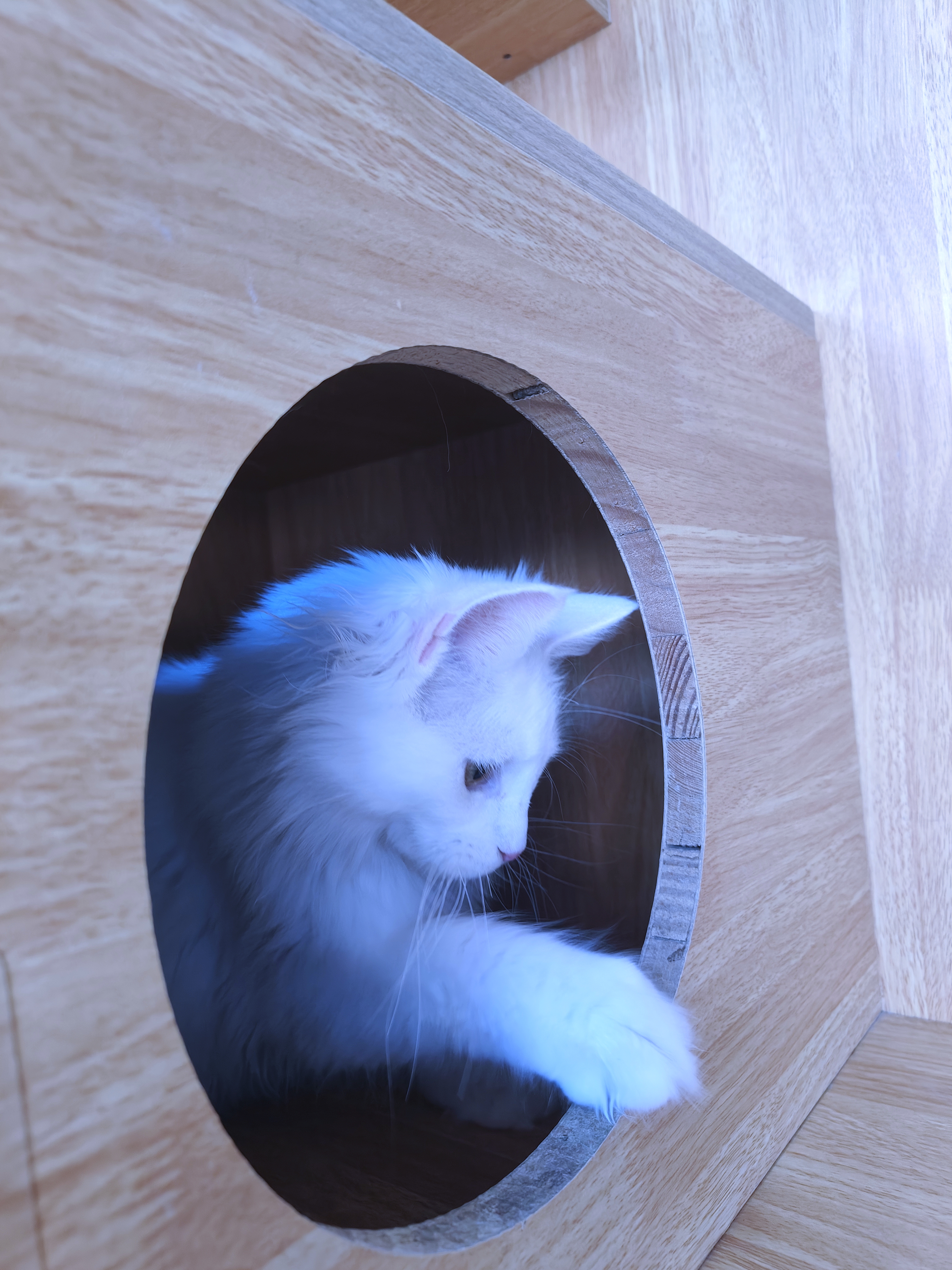 缅因猫纯白缅因猫妹妹大体型无病无藓保健康